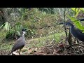 Cara Jerat Burung ruak-ruak sebelum pakai pikat | Bird trap | @PancingPancangchannel