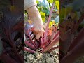 fresh red kale harvesting with original sound