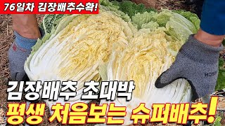 🌱역대급 대박 김장배추 수확!🤩평생 처음 본 최상급 슈퍼배추😋