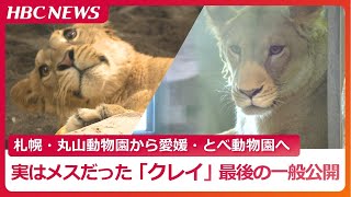 札幌・円山動物園のライオン「クレイ」最後の一般公開　オスとしてやって来るも実はメスと判明　もといた愛媛・とべ動物園に“里帰り”