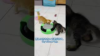 新しいおもちゃで遊びます。Play with new toys.#cat #子猫 #kitten #anakkucing