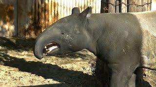 マレーバクの鳴き声 / 東山動物園