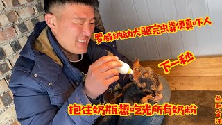 罗威纳幼犬驱完虫粪便惊人，胃口突然增大，抱住奶瓶吃光所有奶粉