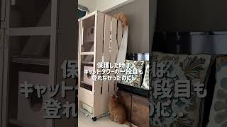 #多頭飼育崩壊 #保護猫 #子猫 #多頭飼い #猫