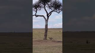 Leopard Climbs up the Tree #shortvideo #safari #migration #safarilive #animal