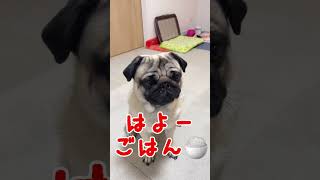 【パグ】待てをすると激しいくしゃみ🤧をする犬