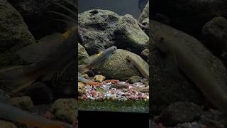 Sicyopterus Longifilis #aquarium #fish #fishlover #fishtank #shortvideo #akuarium #goby #aquascape