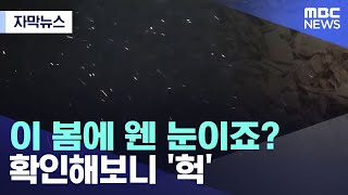 [자막뉴스] 이 봄에 웬 눈이죠? 확인해보니 '헉' (MBC뉴스)