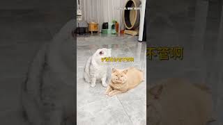 【#乔巴日记】万万没想到到手的鸭子就这样没了 #猫咪 #猫咪的迷惑行为 #萌宠成精了