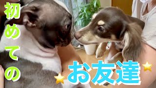 仲悪い２匹にちゅ～るをあげてみた結果www/親戚大集合【チワックス】【ボストンテリア】