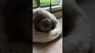 Arlo love this fluffy cat bed