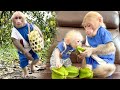 Bibi harvests sweet star fruit for the baby monkey to enjoy when it is hungry!