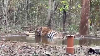 Wild Dog Facing TIGER in Chikhaldara