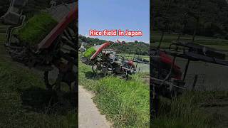 amazing rice field in Japan. 日本の田んぼ. #field #rice #japan #hyogo #ono