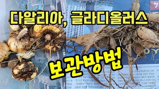 다알리아, 글라디올러스 같은 춘식구근 보관하기