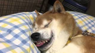 怒りん坊な柴犬ユズ君