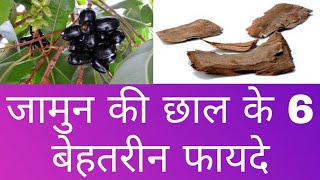 जामुन की छाल के फायदे | Jamun ki chaal ke fayde  | Benefits of Jamun Bark in hindi |