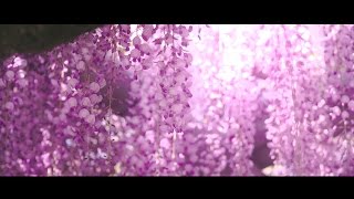 そうだ！神社に行こう #07 山田日吉神社 Let's go to the shrine. #07  the Yamadahiyoshi shrine[Japan Kumamoto]