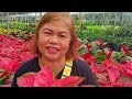 dhoies biggest garden in silang cavite big help sa legit sellers garden everyone plants