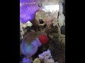 海水魚水槽　ハリセンボン　アイブロークラーキー