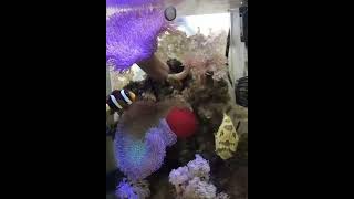 海水魚水槽　ハリセンボン　アイブロークラーキー