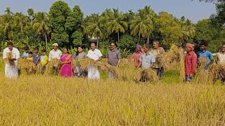 മാവൂർ പാടത്ത്  നെൽകൃഷിയിൽ നൂറുമേനി കൊയ്ത് കർഷകർ..