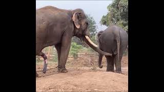 Elephant meet with love
