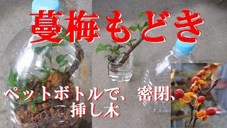 【小品盆栽 密閉挿し】ツルウメモドキをペットボトルに挿し木、密閉挿し、湿度を100％に近づける Put thuruumemodoki in a PET bottle, cut it, seal it,