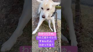 うんこはトイレでするんだよ。わかってるの？#きしゅうけん#犬#しば#しば#保護犬#保護犬#散歩#PECO #きしゅうけん#全力坂#いぬ散歩#癒し #イヌ