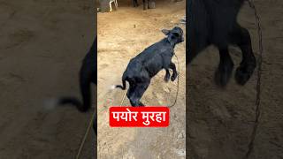 मुरहा नस्ल का कटड़ा #shortvideo #shorts #short #calf #murha