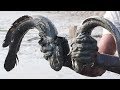 Catching Snakehead Fish in Deep Mud | Natural Fishing BD