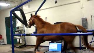 Horse Running on Treadmill