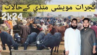 Gujrat Cattle Market Conditions and Sacrifice(گجرات مویشی منڈی کےحالات اور قربانی لےلی )