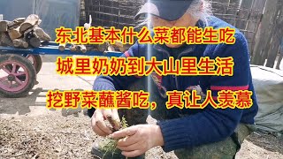 东北什么菜都能生吃，城里奶奶到大山生活挖野菜蘸酱吃，好羡慕