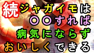 続・ジャガイモは○○すれば病気にならずおいしくできる　失敗しないジャガイモづくり　自然農法　無肥料栽培