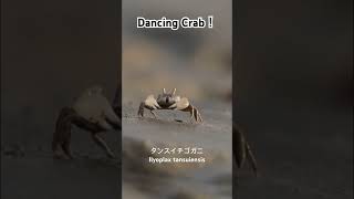 カニのダンス！タンスイチゴガニDancing Crab Ilyoplax tansuiensis #crab #カニ #淡水泥蟹