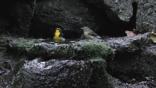 山中湖 大洞の泉のキビタキ（雌雄）の水浴び　その４３（4K動画）