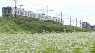 ソバ畑と常磐線上り普通列車＠宮城県岩沼市