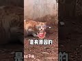 王子涛第36集 猫咪 你礼貌吗，坏我好事 搞笑配音 搞笑 看一遍笑一遍 猫