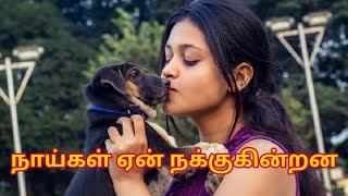 நாய்கள் ஏன் நக்குகின்றன l Why do dogs lick l #dogcaretips #kanavupalangal