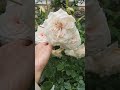 rose vlog 061423 honeymoon kordes climbing rose it gets better everyday