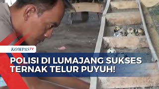 Sukses Ternak Telur Puyuh, Polisi di Lumajang Buka Lapangan Pekerjaan untuk Tetangga