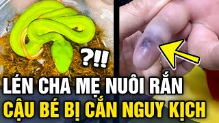 Cậu bé 13 tuổi lén bố mẹ 'MUA RẮN ĐỘC' về nuôi không may 'BỊ CẮN' nguy kịch | Tin 3 Phút