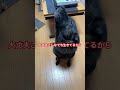 つらい時は 甲斐犬 shorts