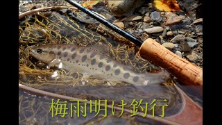 【フライフィッシング】梅雨明け釣行