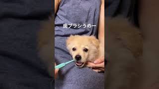 歯ブラシもよゆーなアザラシ#アザラシ犬 #dog #子犬 #puppy #マルプー