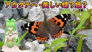 【日本昆虫研究所】アカタテハ ｰ美しい蛾ｰ #蛾 #アカタテハ #日本昆虫研究所 #昆虫 #虫 #ずんだもん