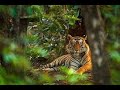 la jungle indienne ... documentaire