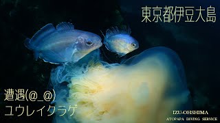 2020 2 28 ｜ユウレイクラゲとハナビラウオ｜伊豆大島の秋の浜