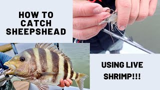 The RIGHT Way To Rig Live Shrimp To Catch Sheepshead